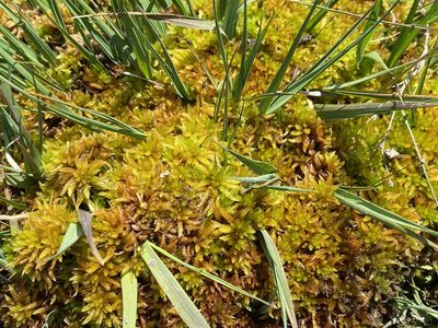 Sphagnum denticulatum, photographed by James Clow