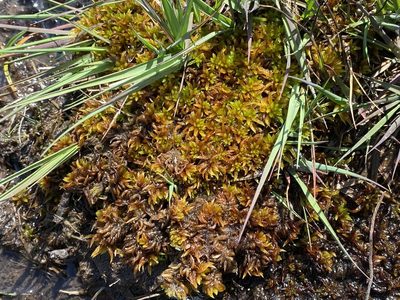 Sphagnum denticulatum, photographed by James Clow