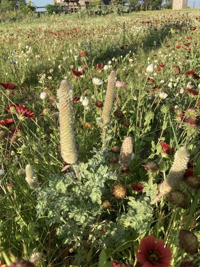 Dalea obovata, photographed by Robert Creech