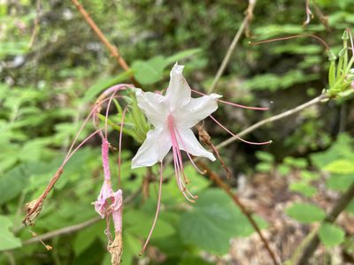 Rhododendron prinophyllum, photographed by Tom Scavo