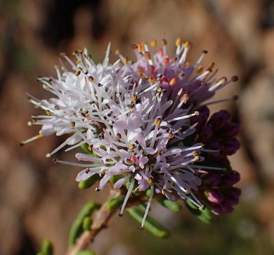 Agathosma capensis, photographed by Nicola van Berkel