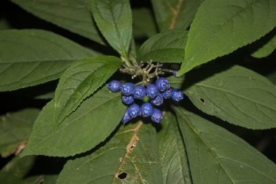Hydrangea febrifuga, photographed by portioid