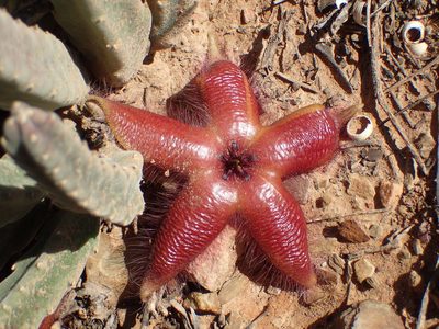 Stapelia hirsuta, photographed by Nicola van Berkel