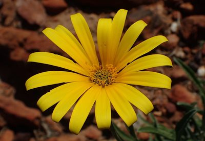 Arctotis lanceolata, photographed by Nicola van Berkel