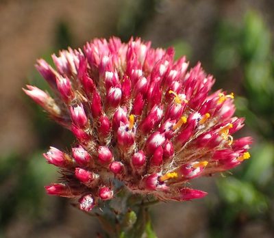 Metalasia pallida, photographed by Nicola van Berkel