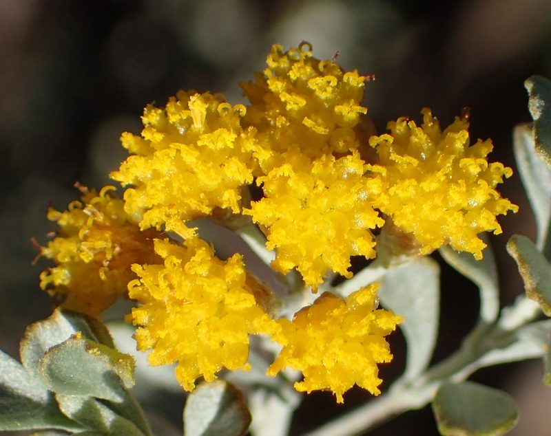 Pentzia dentata, photographed by Nicola van Berkel