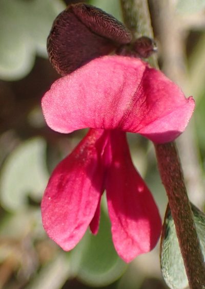 Indigofera obcordata, photographed by Nicola van Berkel