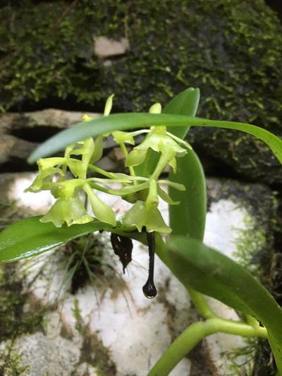 Epidendrum chlorocorymbos, photographed by Adriana García Ramírez