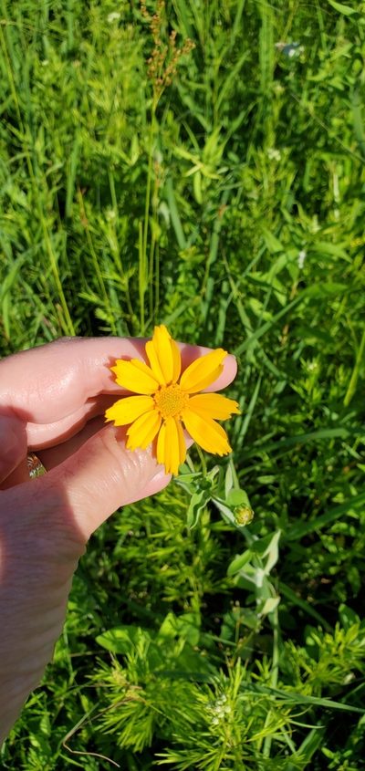 Coreopsis pubescens, photographed by Edie