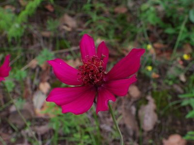 Cosmos concolor, photographed by Arturo Castro Castro