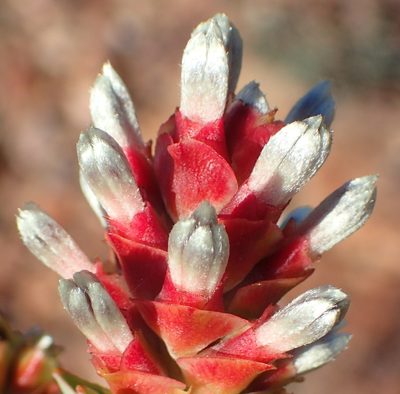 Paranomus roodebergensis, photographed by Nicola van Berkel