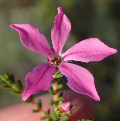 Acmadenia sheilae, photographed by Nicola van Berkel