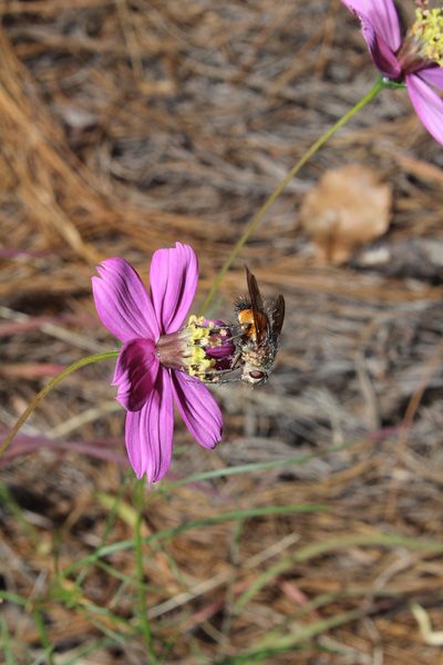 Cosmos ochroleucoflorus, photographed by Arturo Castro Castro