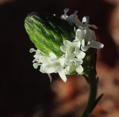 Phyllopodium elegans, photographed by Nicola van Berkel