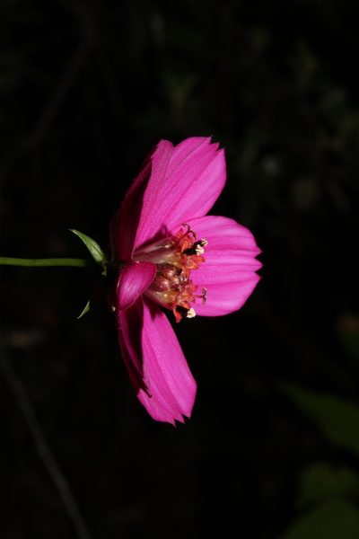 Cosmos linearifolius, photographed by Arturo Castro Castro