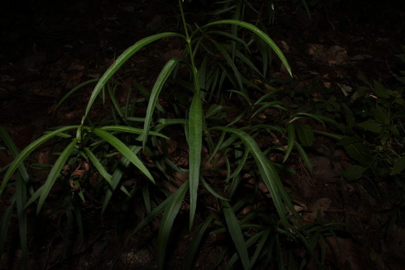Cosmos linearifolius, photographed by Arturo Castro Castro