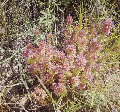 Coris monspeliensis, photographed by José Antonio León Mangado