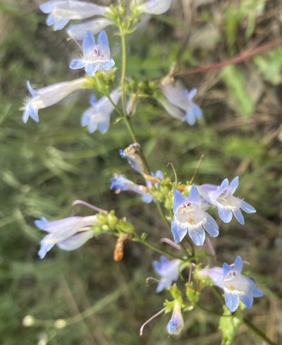Penstemon wilcoxii, photographed by Cole Wolf
