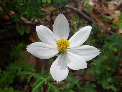 Cosmos palmeri, photographed by Arturo Castro Castro
