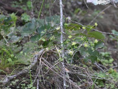 Knowltonia vesicatoria, photographed by Justin Ponder