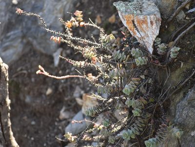 Crassula perforata, photographed by Justin Ponder