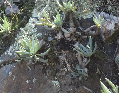 Curio crassulifolius, photographed by Justin Ponder