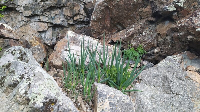 Allium altaicum, photographed by Ochirnima Nimaev