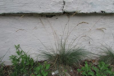 Festuca valesiaca, photographed by Татьяна Горбушина