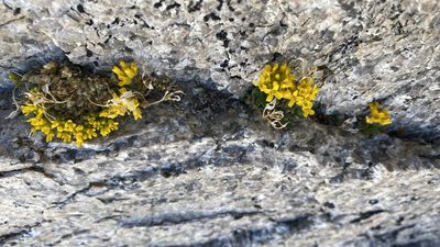 Draba lemmonii, photographed by Brendan Black
