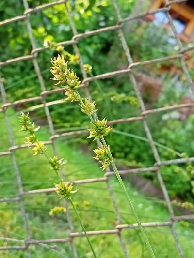 Carex leersii, photographed by Lucie Karna
