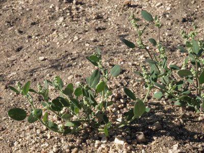 Chenopodium atrovirens, photographed by Jim Morefield