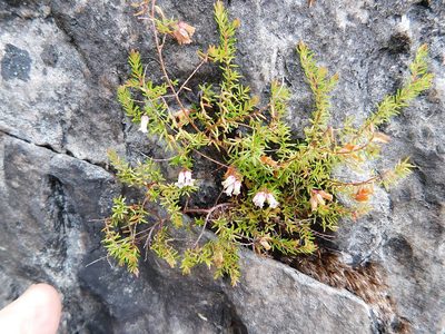 Erica leucantha, photographed by Klaus Wehrlin