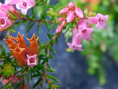 Erica leucantha, photographed by Klaus Wehrlin