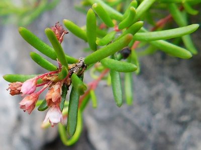 Erica tenuicaulis, photographed by Klaus Wehrlin