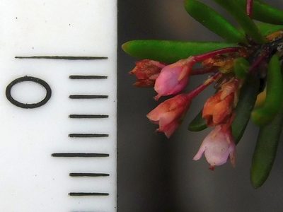 Erica tenuicaulis, photographed by Klaus Wehrlin