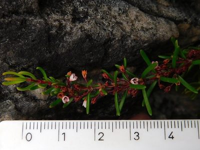 Erica tenuicaulis, photographed by Klaus Wehrlin