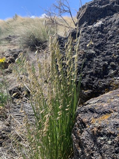 Melica stricta, photographed by Joshua Zupan