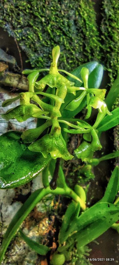 Epidendrum chlorocorymbos, photographed by J Alejandro González Castillo