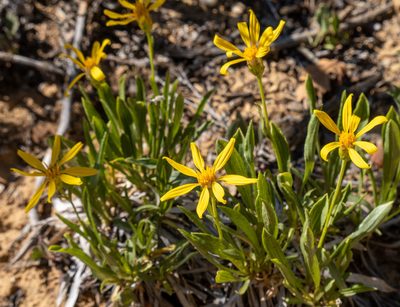 Stenotus armerioides, photographed by Bob Walker