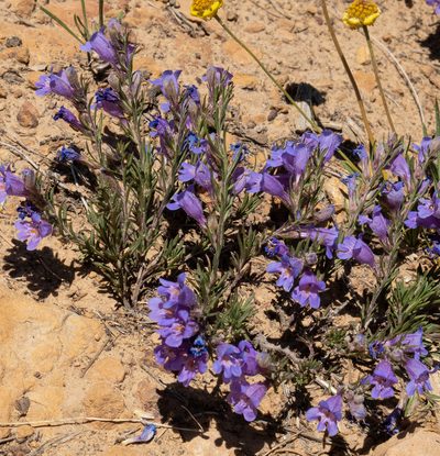 Penstemon crandallii, photographed by Bob Walker
