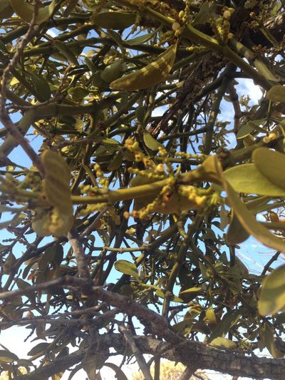 Phoradendron lanceolatum, photographed by Oscar C. González Martínez
