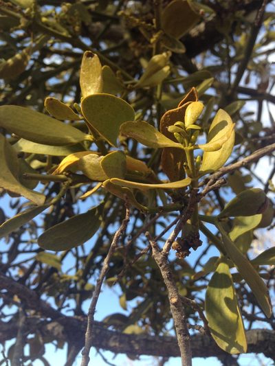 Phoradendron lanceolatum, photographed by Oscar C. González Martínez