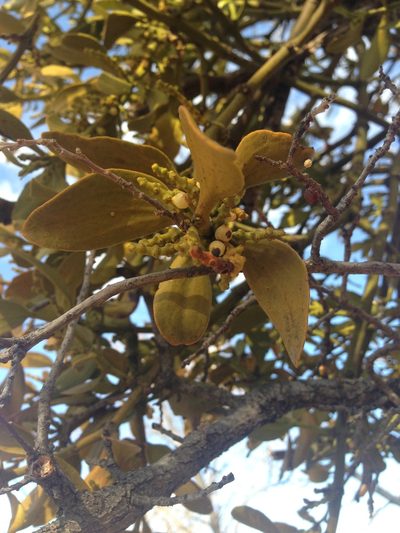 Phoradendron lanceolatum, photographed by Oscar C. González Martínez