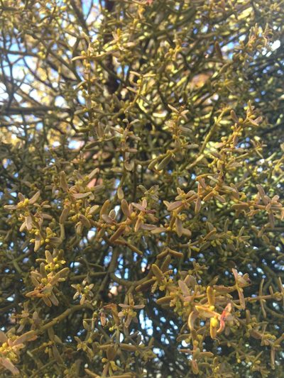 Phoradendron bolleanum, photographed by Oscar C. González Martínez