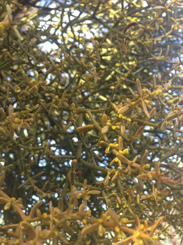 Phoradendron bolleanum, photographed by Oscar C. González Martínez