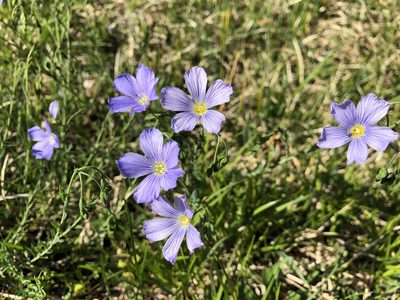Linum alpinum, photographed by Jason Grant