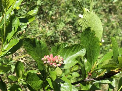 Chamaemespilus alpina, photographed by Jason Grant