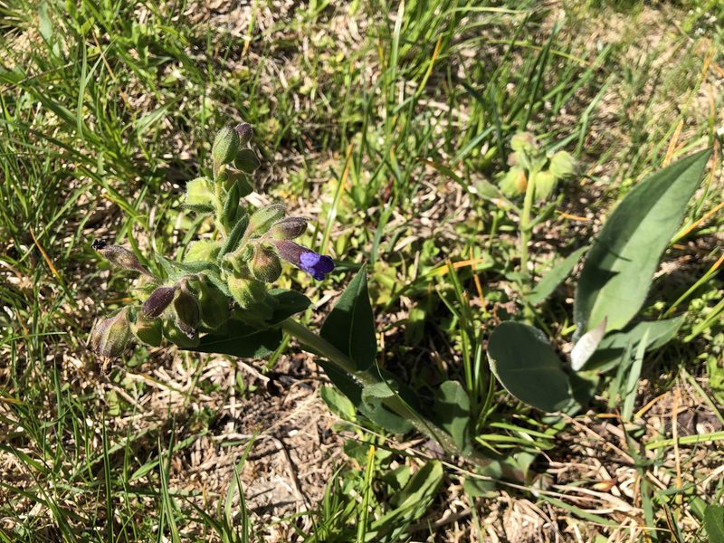 Pulmonaria montana, photographed by Jason Grant
