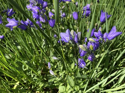 Campanula rhomboidalis, photographed by Jason Grant