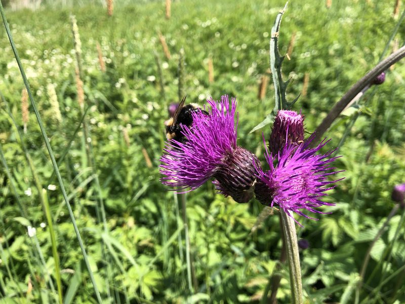 Cirsium rivulare, photographed by Jason Grant